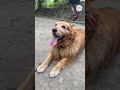 Las mamás perrunas también viven el Día de la Madre