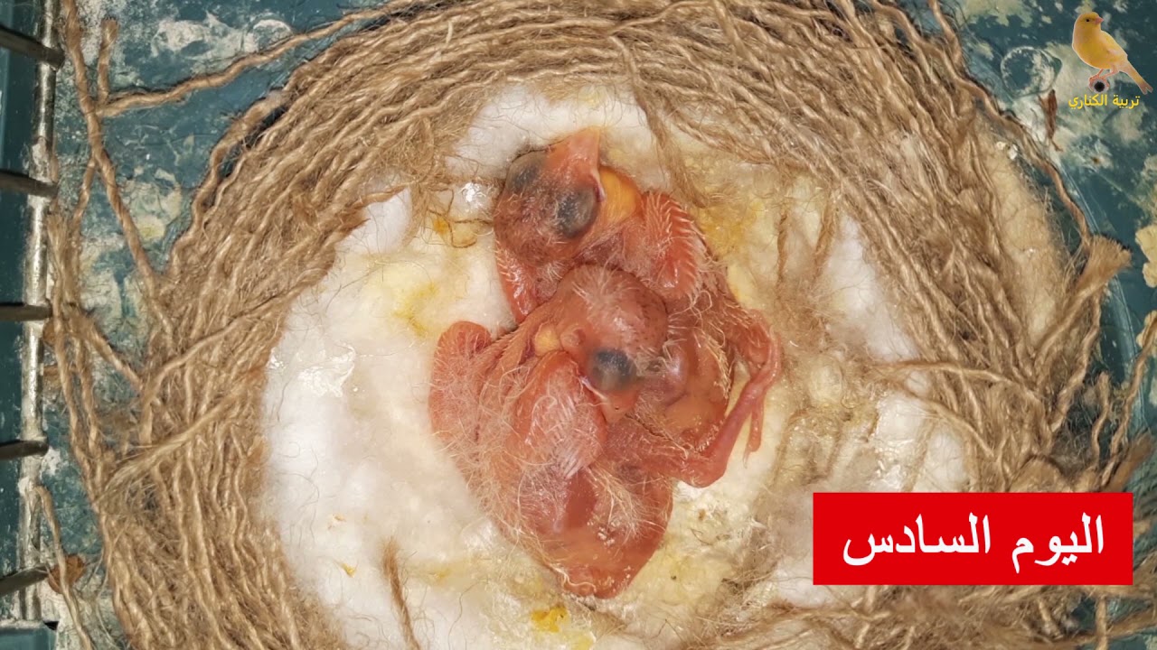 مراحل نمو فراخ الكناري من لحظة لف العش حتى الفطام