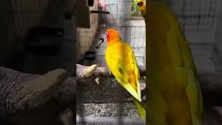 ซันคอนนัวร์ เหลืองแบบทั้งปีก  sun conure