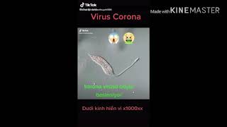 Hình dáng Virus Corona dưới kính hiển vi | TiVi Collect