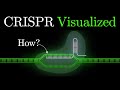 But what is crisprcas9 an animated introduction to gene editing some2