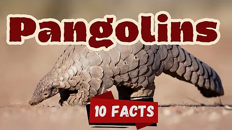 10 Amazing Pangolin Facts for Kids | Fun and Unique Facts About Pangolins #pangolin #animalfacts
