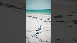 Secluded beach off the coast of West Florida #asmr #beach