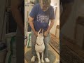 DIY Doggy Cruiser 😅 #youtubeshorts #dog #petlover #pet