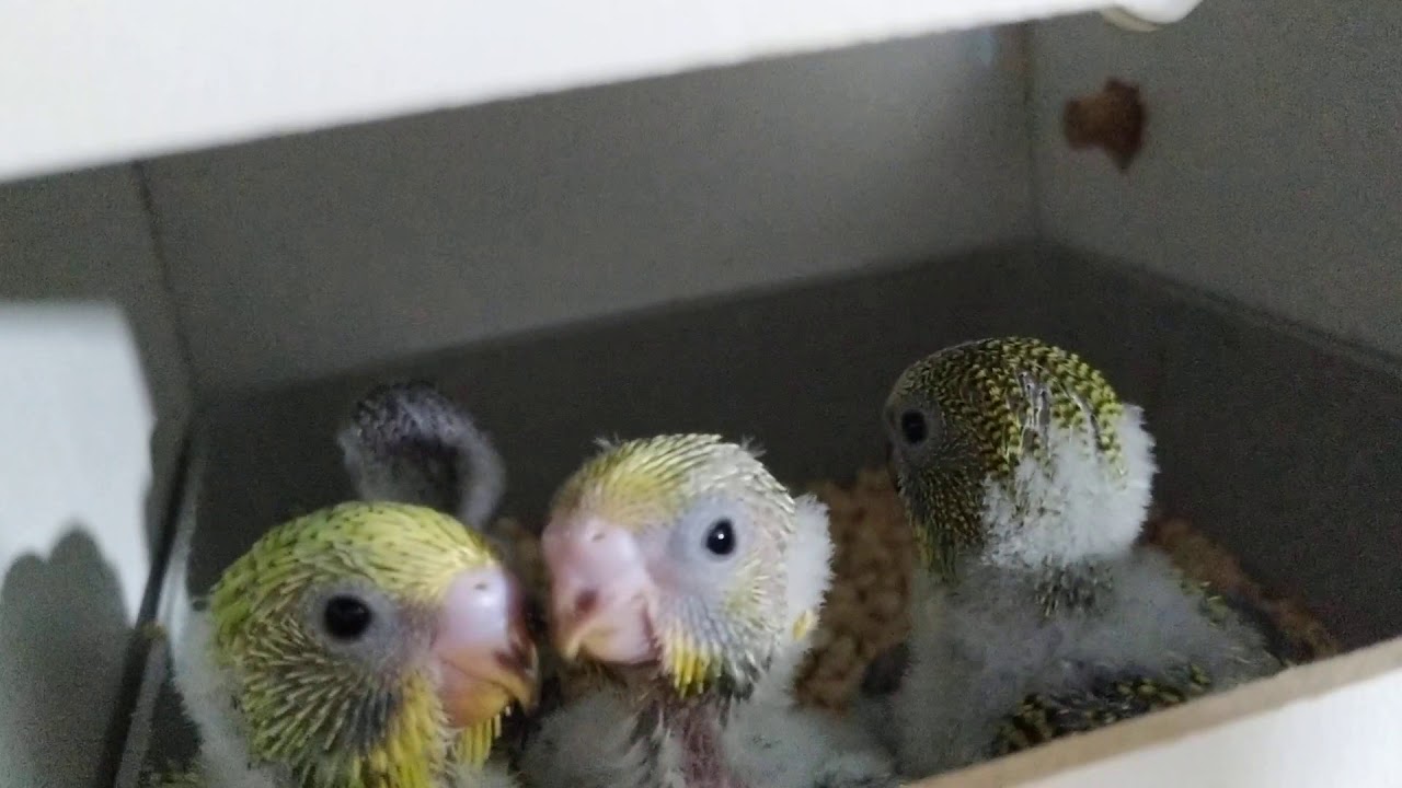 Muhabbet Kuşu Yuva Açılışı... 2019 yılının Son Bebekleri ☺️