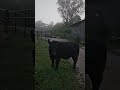 A Steer Broke Out of the Pasture