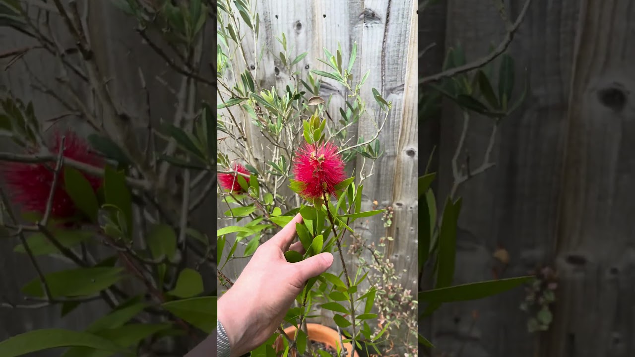 Bottlebrush Flowering Very Early This Year (Callistemon citrinus) - June 2025