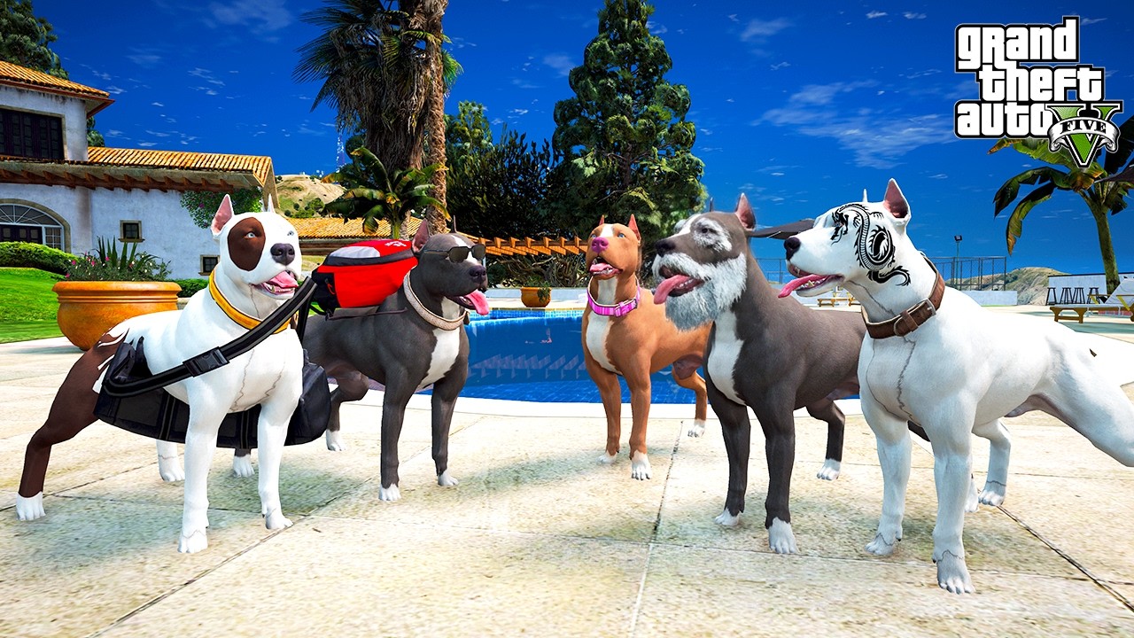 YAVRU PİTBULL TERMİNATÖR VE KORSAN BÜYÜYOR! ARTIK ÇOK GÜÇLÜLER! - GTA 5 PİTBULL'UN HAYATI