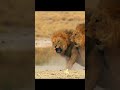 Lions fighting #animals #motivation #anime #lion #park