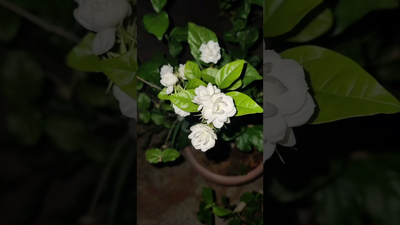 Always bloomes like flowers 💐 ✨️ 😍