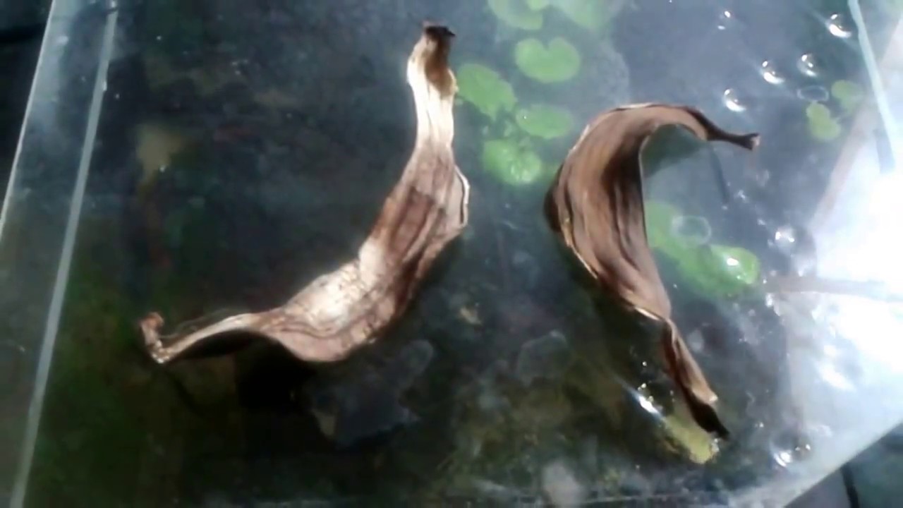 Как избавиться от улиток в Аквариуме.