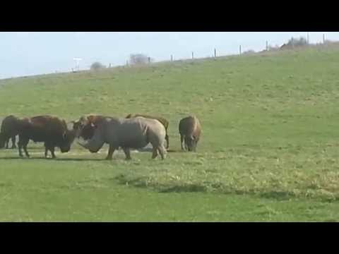 Video: Rozdiel Medzi American Bison A Buffalo