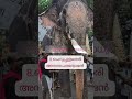 Top 10 Elephants In Kerala 2025вќ пёЏвќ пёЏвќ пёЏ Top 10 Elephants In Kerala 2025вќ пёЏвќ пёЏвќ пёЏ