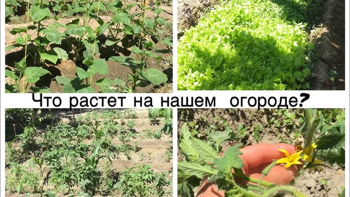 Katta külotdagi dumba surati