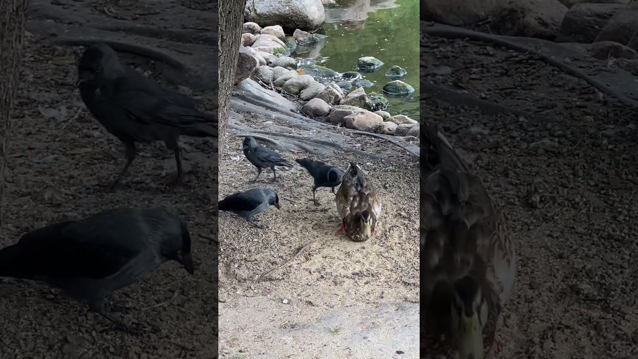 Why Are Crows The Brainiest Birds?