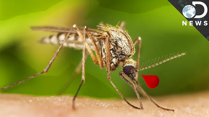 Why Are Mosquitoes So Good at Carrying Disease? - DayDayNews