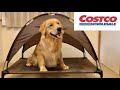 【コストコ・ペット用品】犬用コットを買ってみた。ゴールデンレトリバーの子犬【キャンプ道具】