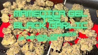 Mamedica® GEL T25 - Black Garlic - UK Medical Cannabis Flower Review