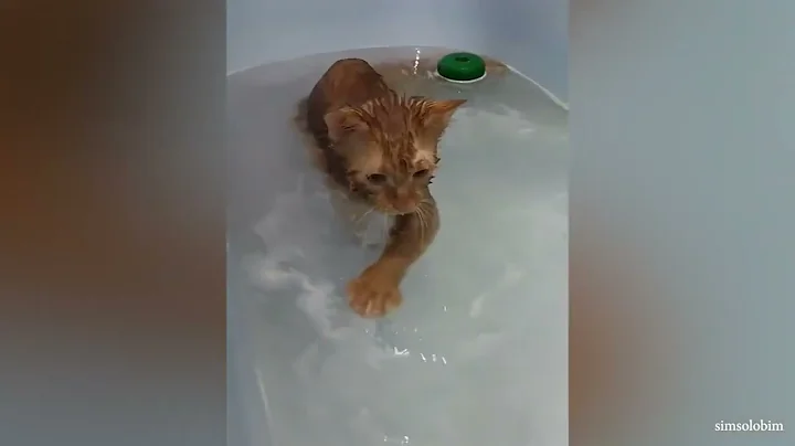 Cutest Cats