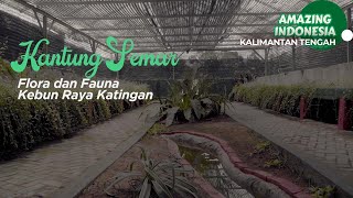 Flora Endemik Kalimantan Tengah Kebun Raya Katingan | Amazing Indonesia Kalimantan Tengah