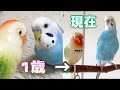 久しぶりの再会に嬉しさが止まらないインコ