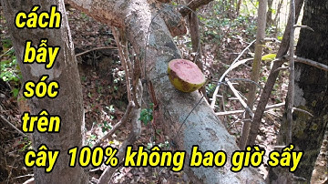 cách bẫy sóc trên cây dính không bao giờ sẩy.