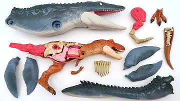 Dinosaur Anatomy Set! Jurassic World T-Rex, Mosasaurus. Find Tail And Dino Skeleton