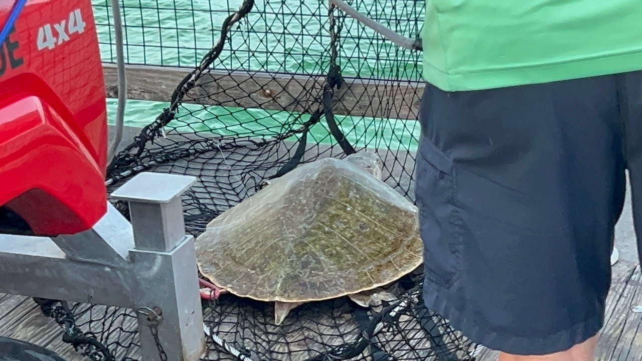 Navarre Beach Pier￼￼ Sea Turtle Rescue. | Navarre Beach Sea Turtle Conservation Center.
