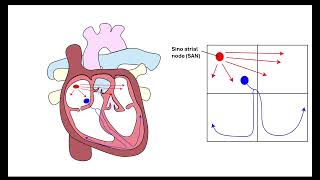 Cardiac cycle and ECG interpretation. OCR A A-Level Biology Revision - Module 3 Transport in Animals