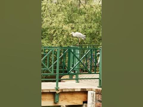 Цапля и человек - YouTube