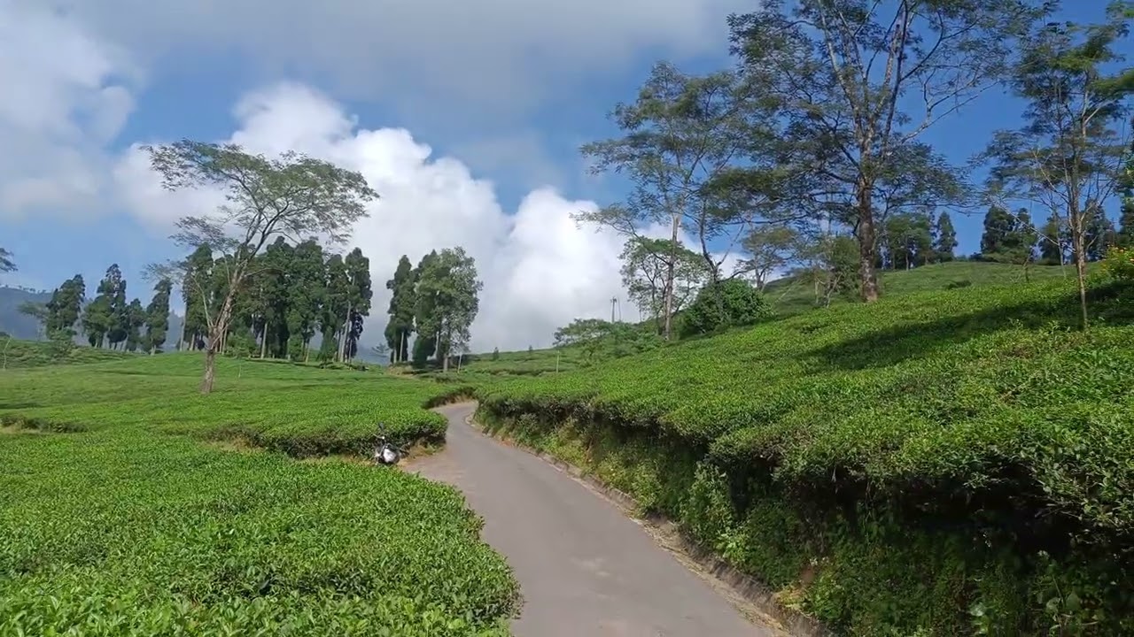 Rongli rongliot tea garden oct 2024