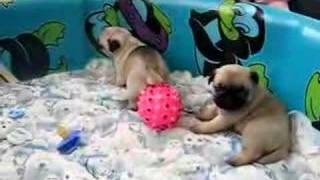 Pug Puppies!!!!!!!! So Cute!