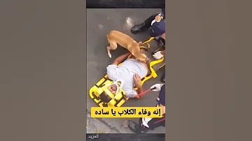 إنه وفاء الكلاب يا ساده Shorts 