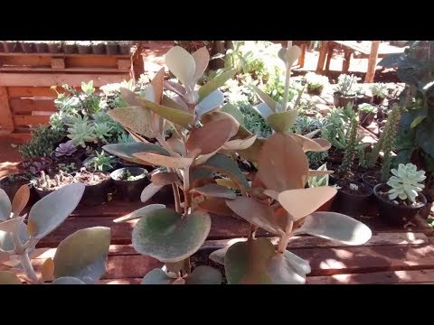 Vídeo: Como propagar a planta de folha de cobre?
