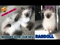 BRINGING OUR NEW RAGDOLL KITTEN HOME!!