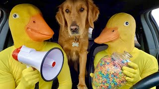 Rubber Ducky Surprises Puppy &amp; Wolf with Car Ride Chase !