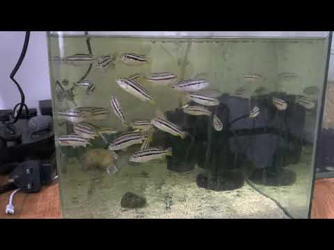 Golden Mbuna -