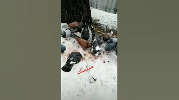 حمام وبط ونهر جولة في العاصمة مينسك عاصمة بيلاروسيا 