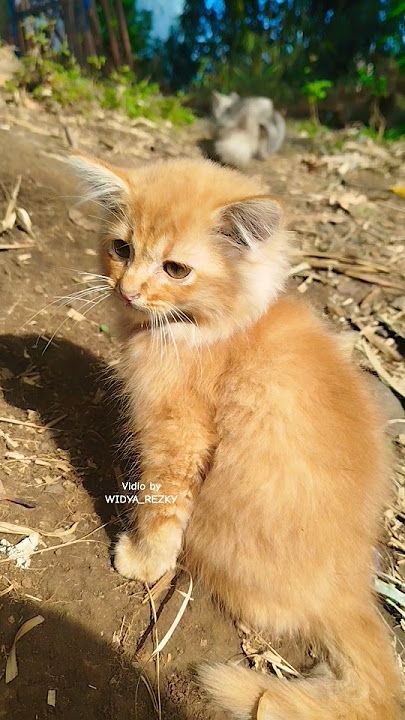 Rael Kertia Main Sama Kakak Chiko. #cat #cats #cute #kitten #shorts #short #shortvideo #shortsfeed