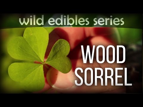 Vidéo: Redwood Sorrel Plant Info: Comment faire pousser des plantes Oxalis Redwood Sorrel