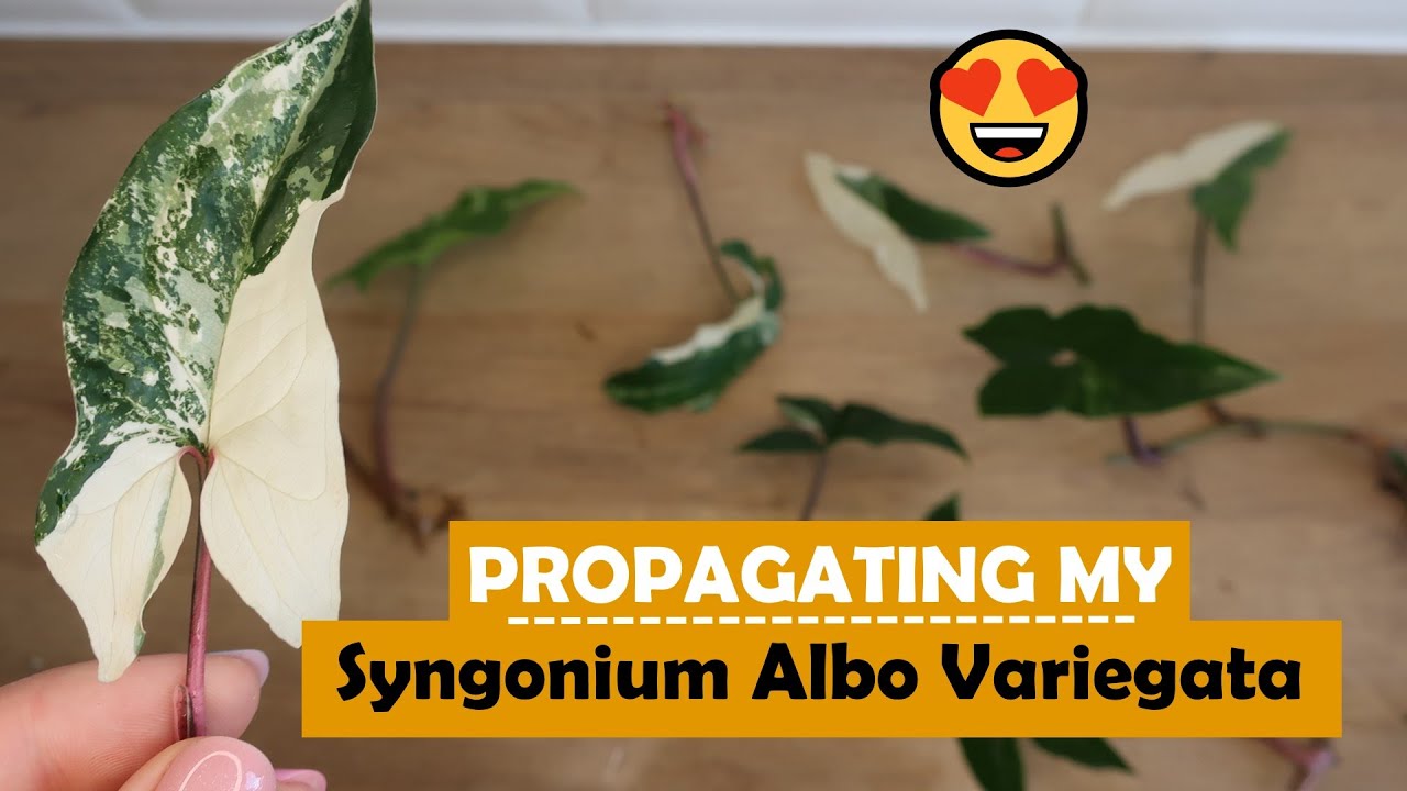 AIR LAYERING my Syngonium Albo Variegata | Ups and Down of Propagating 🌱 Plantkins