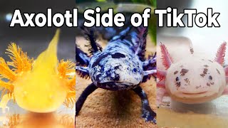 Axolotl Side Of Tiktok