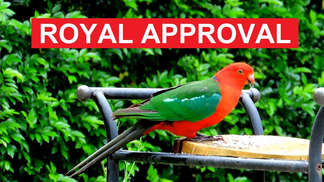 Royal Approval: King Parrot Visits Our New Feeding Plate