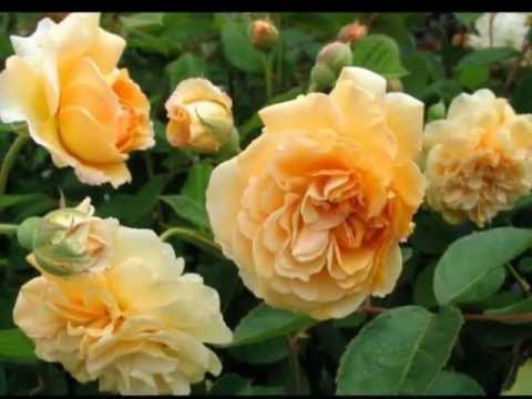 Роза мишка плетистая - MosRosa.ru