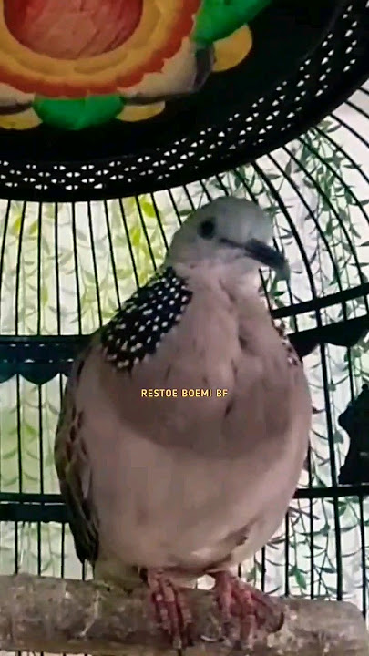 Tekukur Kuk 2 Gacor Suara Besar Memanggil Tekukur Malas Bunyi Pasti Langsung Nyaut ‼️