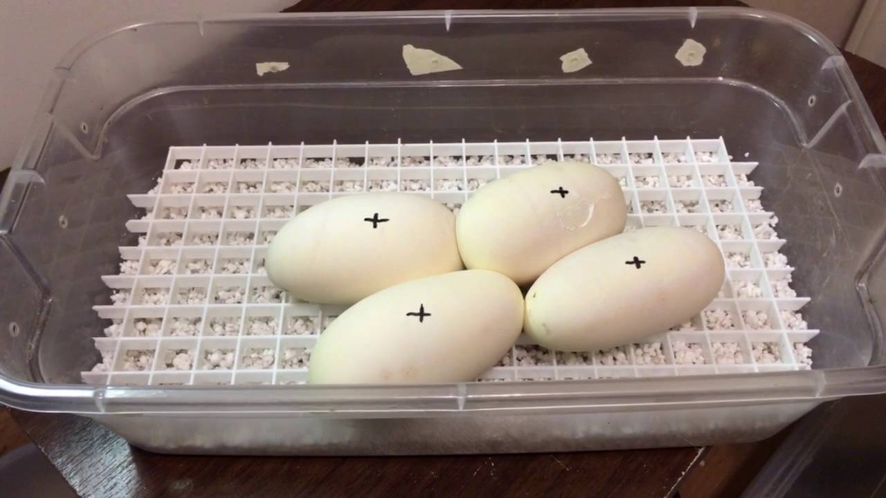 Ball Python Eggs set up in my Tub ready for Incubation! - YouTube
