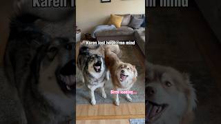 Wait for it… #shorts  #shortsvideo #husky #howlingdog #siberianhusky #funnydog #dogs #fark #funny