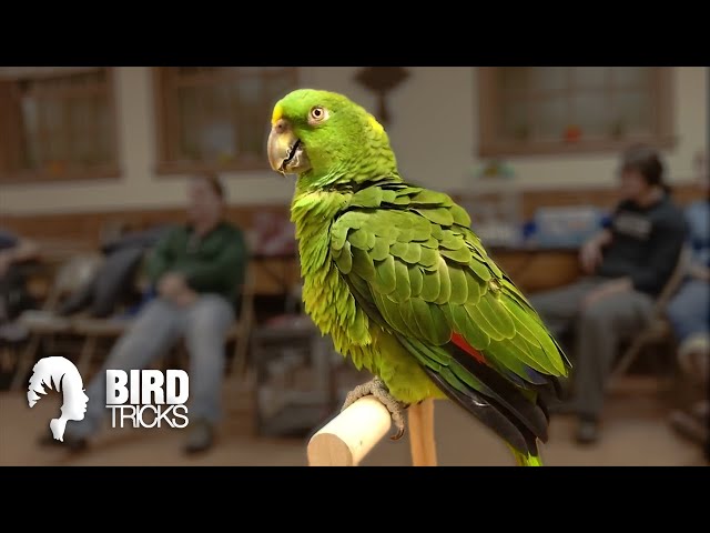 BirdTricks  Parrot Training, Taming & Care