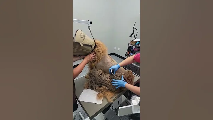 Chow Chow Shave Extremely Matted - DayDayNews