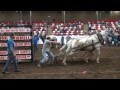 2013 BDHMC Mule Pull winning pull YT